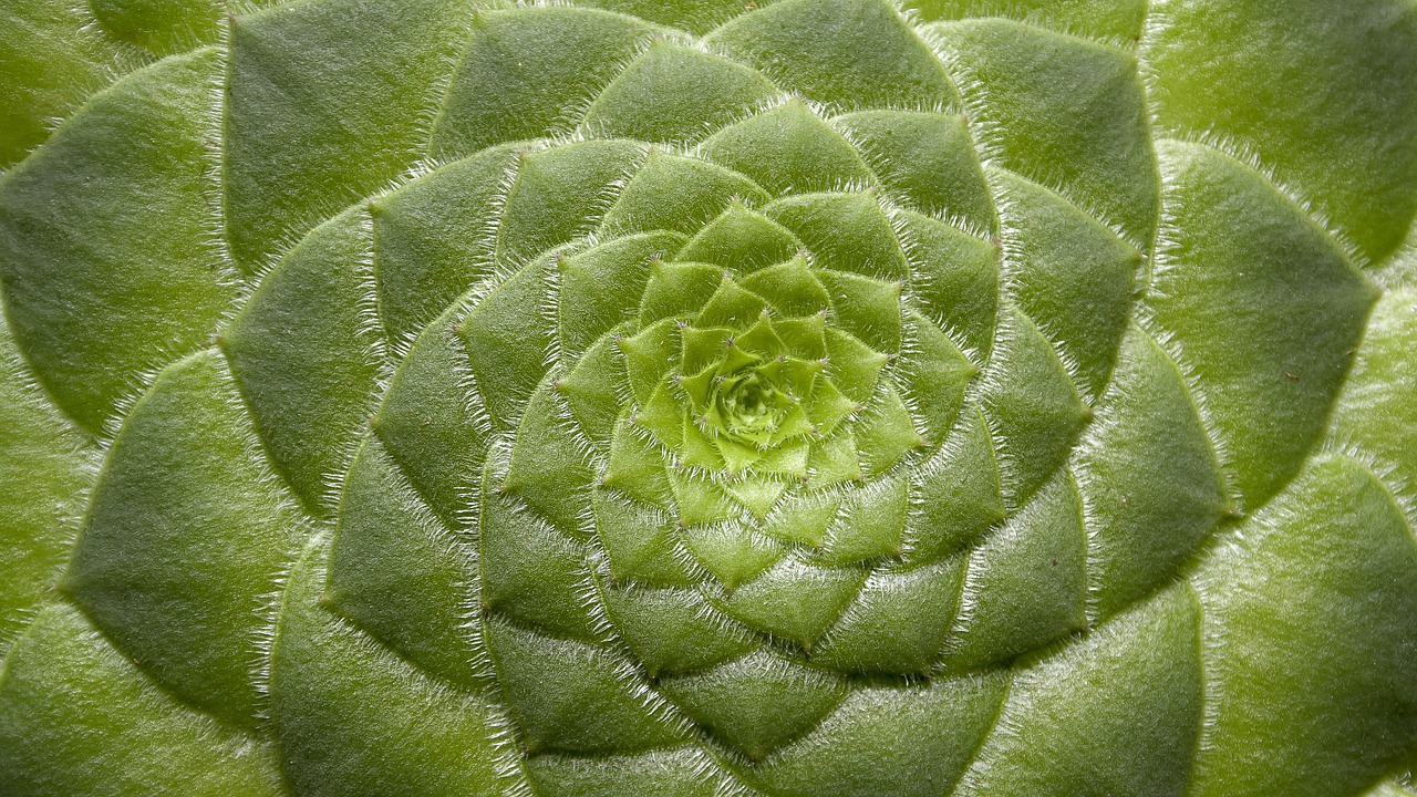 Conserving Water with Eco-Friendly Gardening Techniques